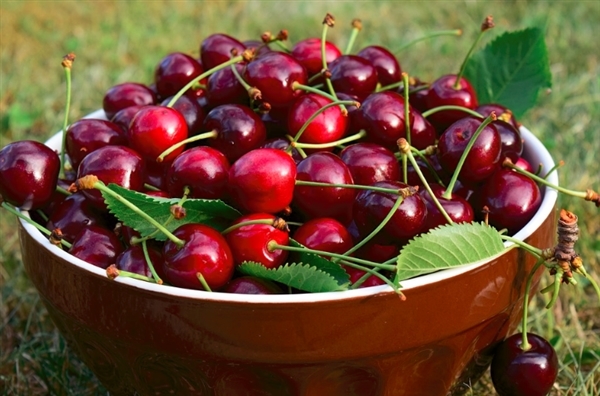 樱桃自由了!水果贵族樱桃一斤直降30元 六七月份还会继续降(图1) 樱桃自由了!水果贵族樱桃一斤直降30元 六七月份还会继续降(图1)