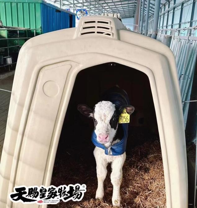 回归自然  天赐皇家牧场的好奶之道(图4)